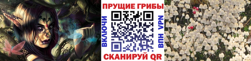 Галлюциногенные грибы Psilocybe  hydra ссылка  Юрьев-Польский 